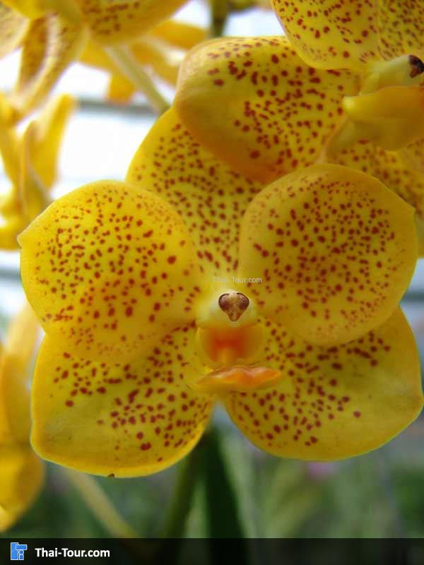 ดอกกล้วยไม้สีเหลืองสวยๆ