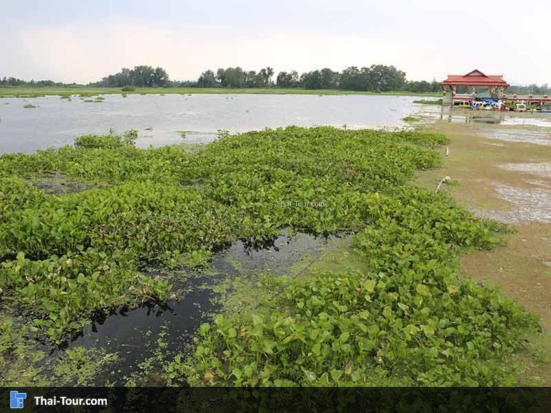 บรรยากาศบริเวณบึงขุนทะเล มีศาลาให้นั่งพักผ่อน และชมทิวทัศน์ที่สวยงาม