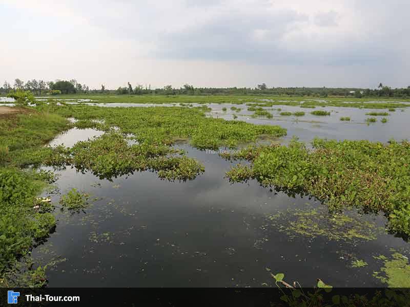 บึงขุนทะเล