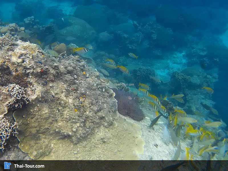 บรรยากาศใต้ท้องทะเล