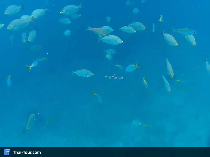 ปลาแวกว่ายสวยงาม