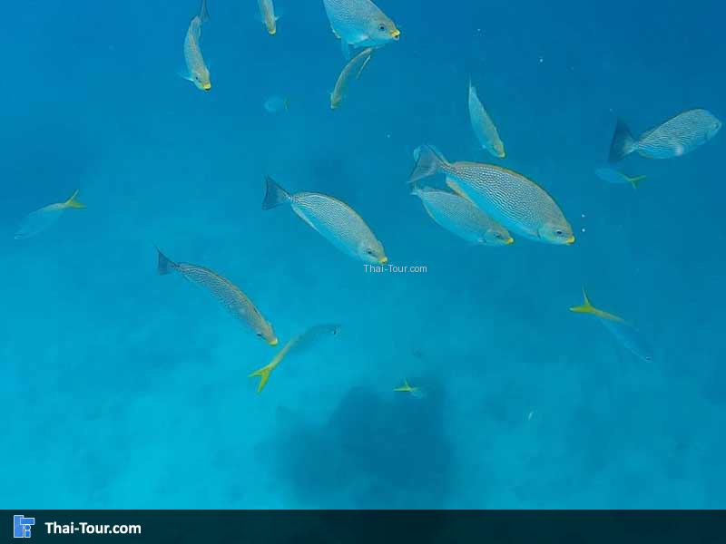 สีสันใต้ท้องทะเล