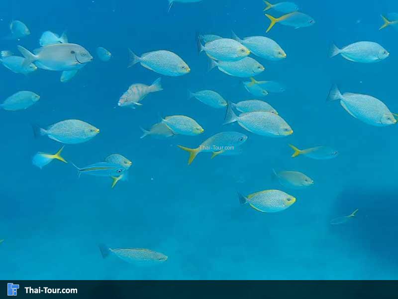 ปลามากันเป็นฝูง