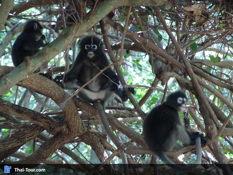 ค้างแว่น เกาะวัวตาหลับ