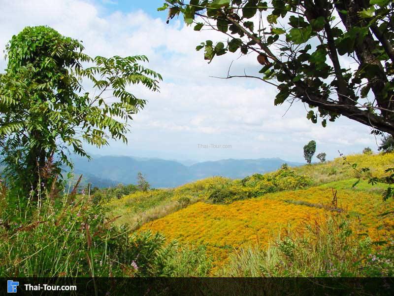 ทุ่งดอกบัวตอง ดอยแม่เหาะ