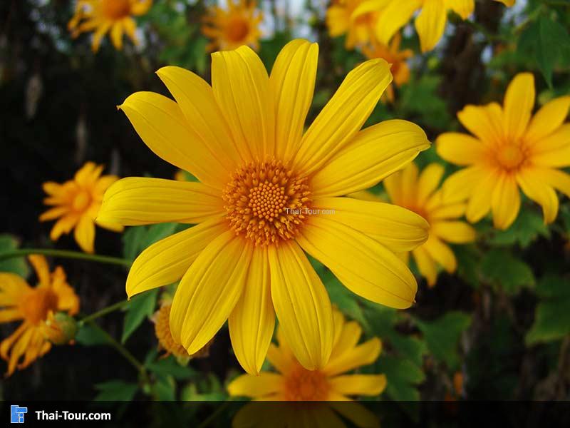 ดอกบัวตองบาน