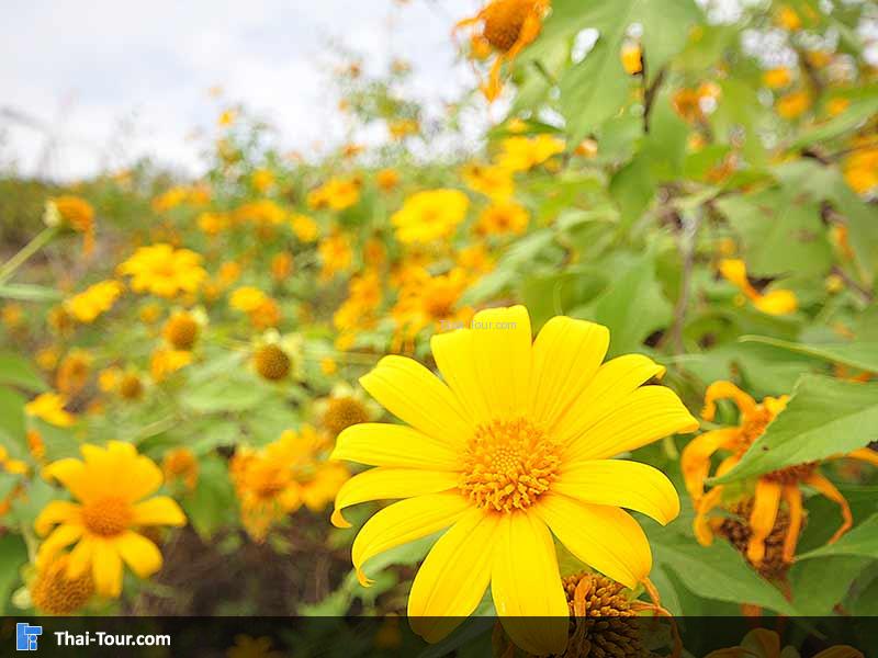 ดอกบัวตองกำลังบานสะพรั่ง