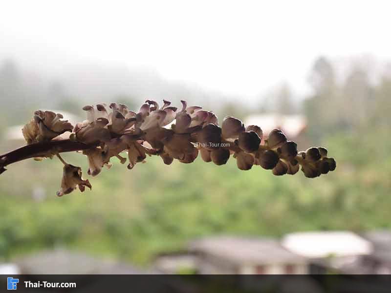 ถ่ายภาพกับดอกไม้
