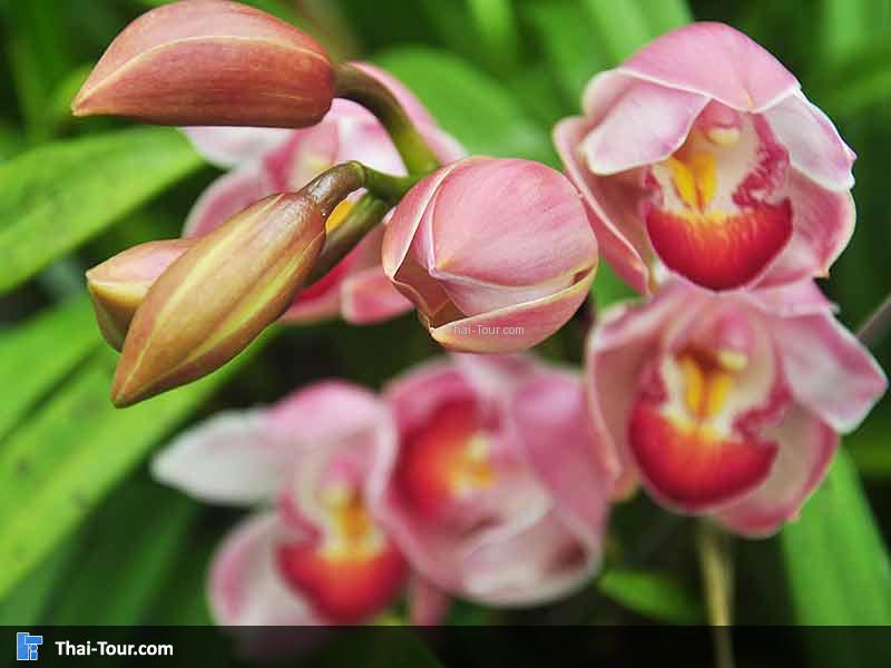 ดอกไม้สวยๆ