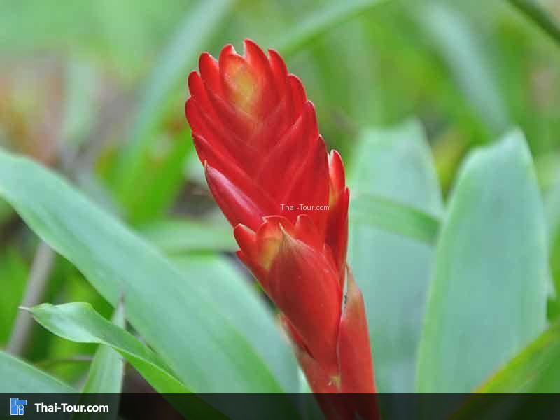 ดอกเสาวรส