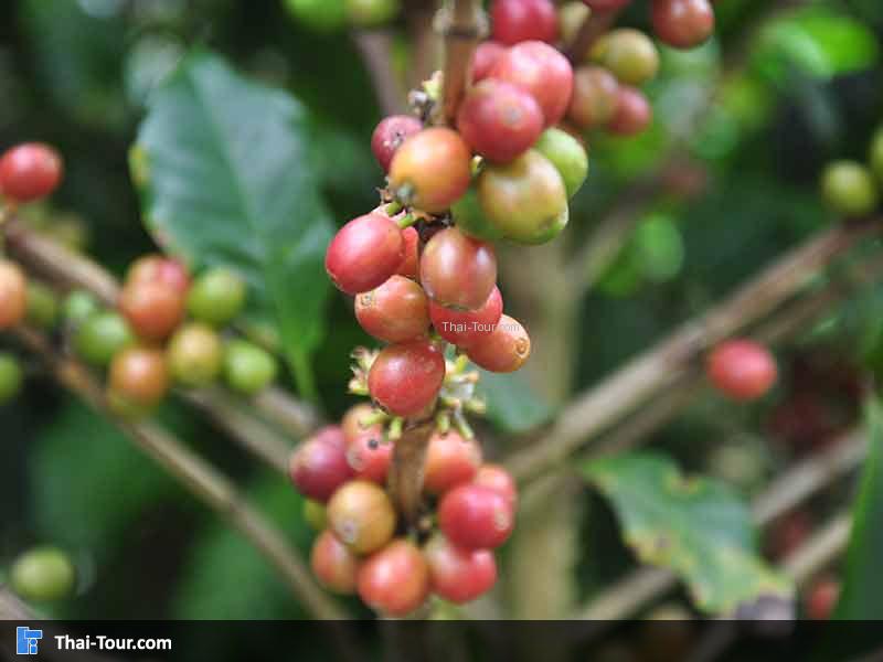 เมล็ดกาแฟ