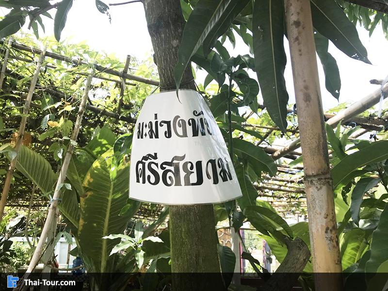 ต้นมะม่วงสยาม