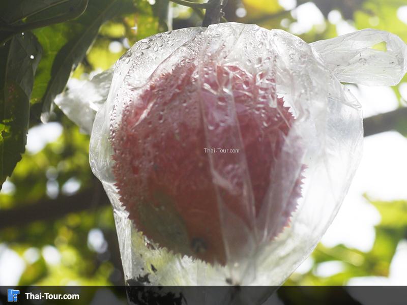 รักษาไว้กันแมลง