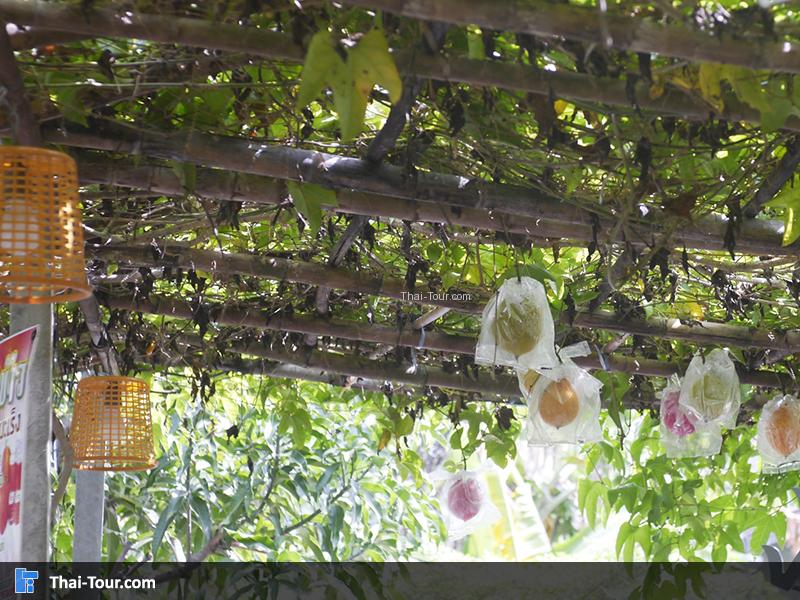 ฝักข้าวยังไม่สุด