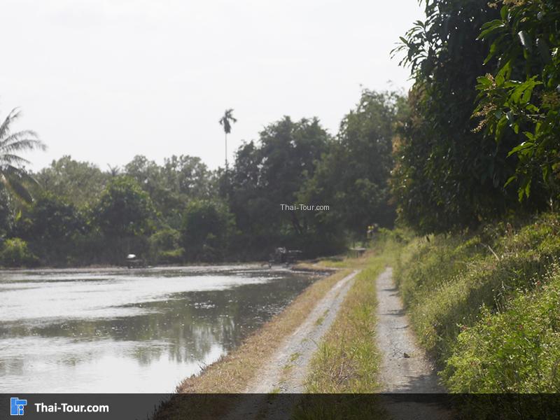 นั่งรถอีแต๊กผ่านทุ่งนา