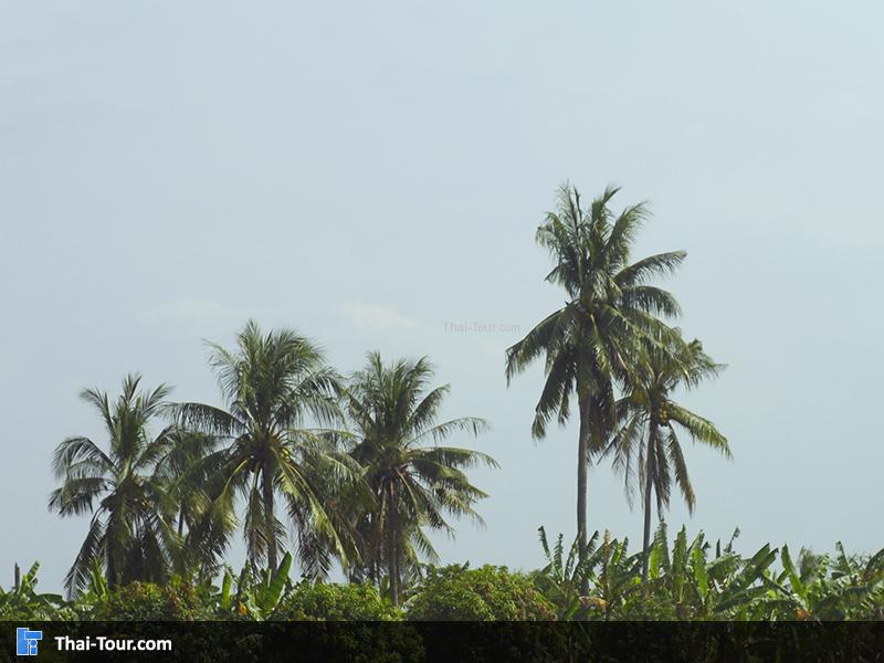 ล้อมรอบด้วยต้นไม้ บรรยากาศเย็นสบาย