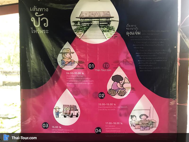 เล่าเรืองราวของนาบัว