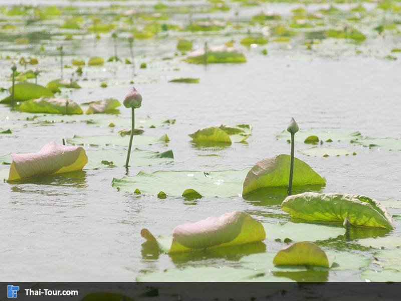 บัวตูม สวยๆ