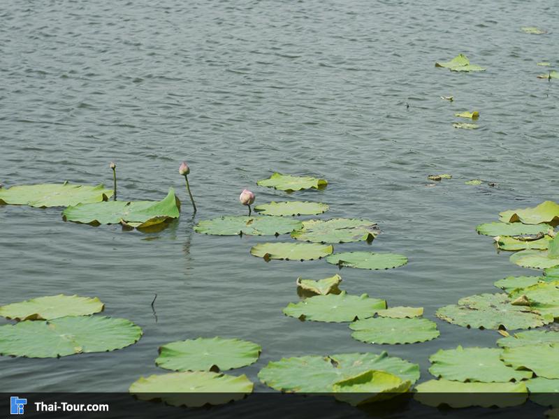 ชมบรรยากาศ