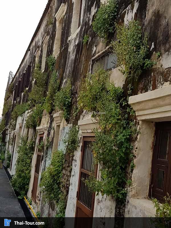 ต้นไม้ บนกำแพงสวยงมาก