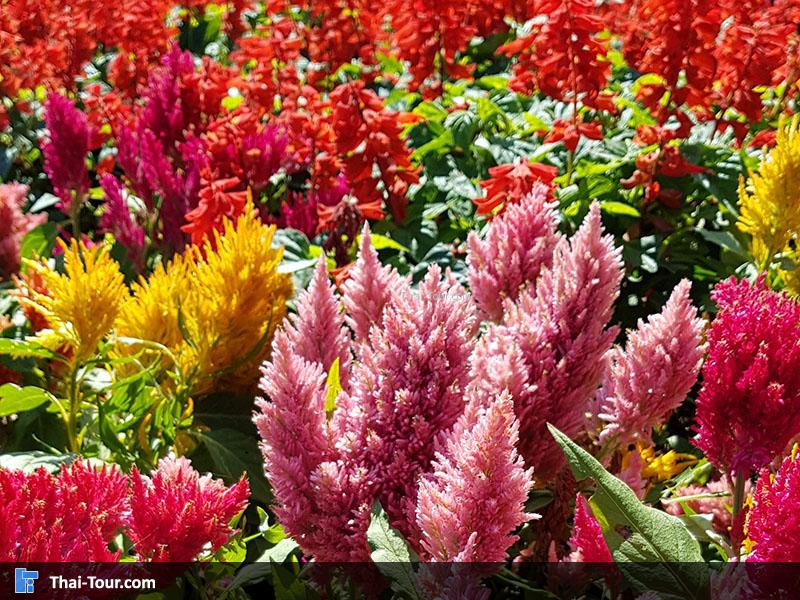 ดอกไม้สวยๆ