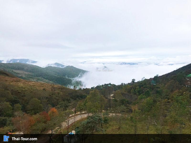 วิวผาตั้งทะเลหมอก