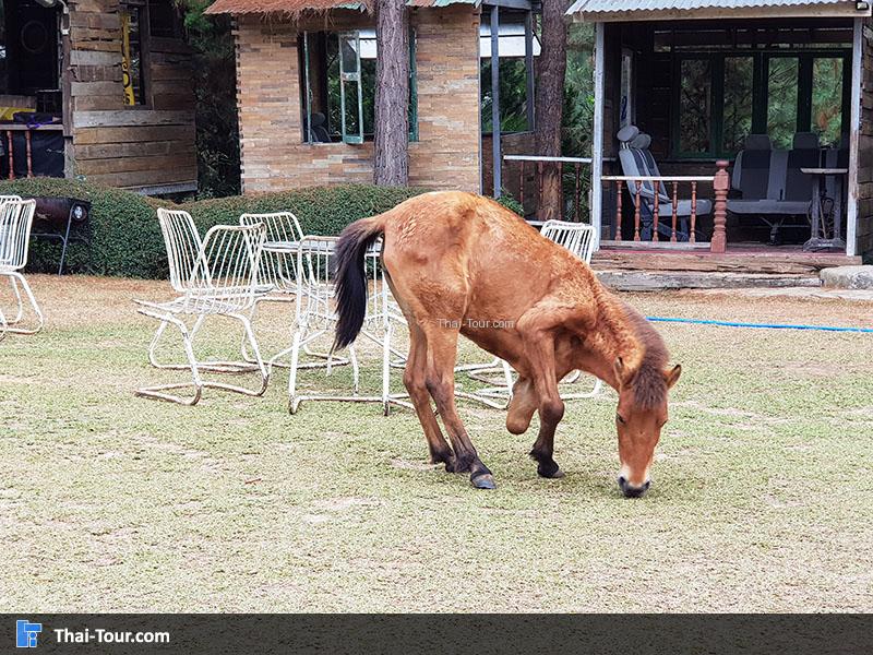 ม้าตัวใหญ่