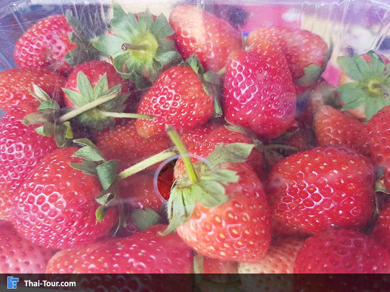 สตอเบอรี่สดๆ