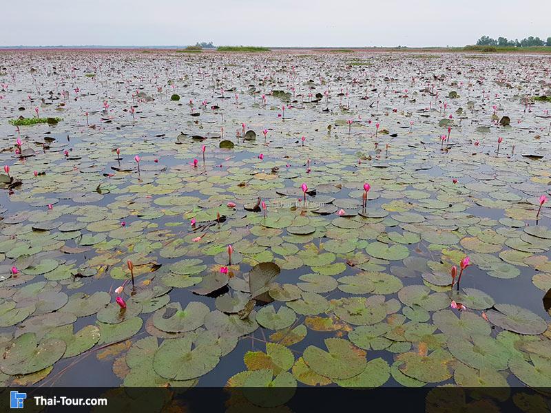 บัวเริ่มหุบแล้ว 