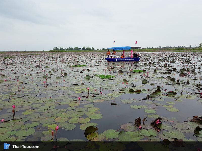 บัวเริ่มหุบแล้ว 