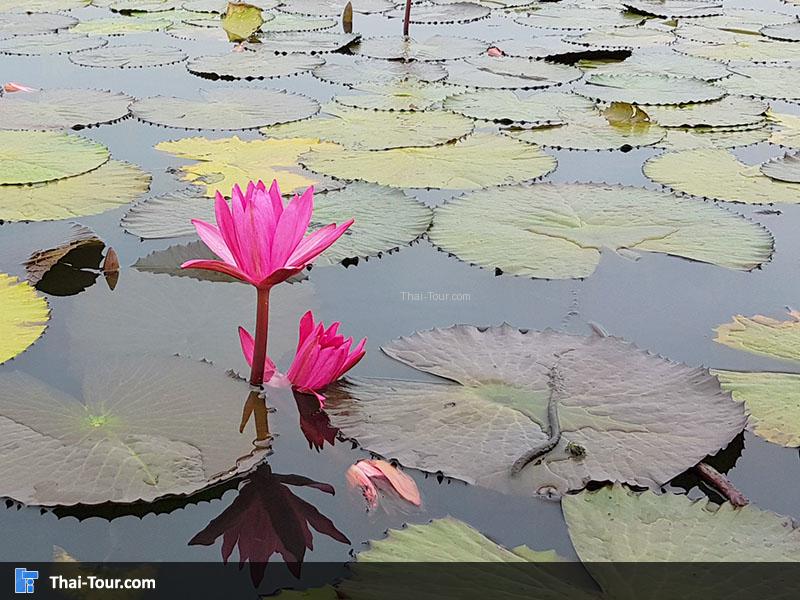 ดอกบัวค่อยๆหุบแล้ว