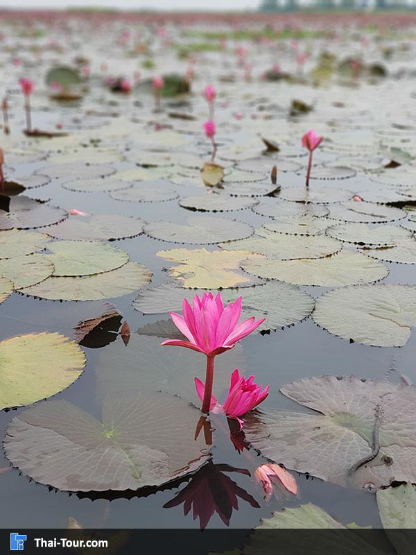 ดอกบัวค่อยๆหุบแล้ว