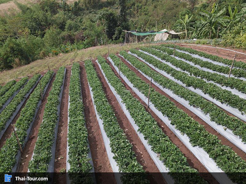 บรรยากาศไร่สตอเบอรี่