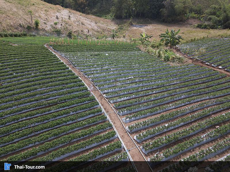 บรรยากาศไร่สตอเบอรี่