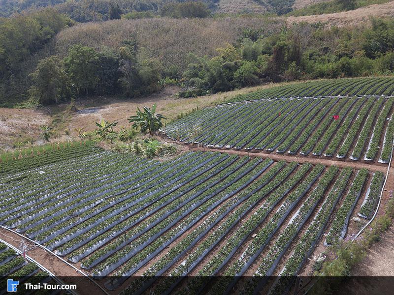 บรรยากาศไร่สตอเบอรี่