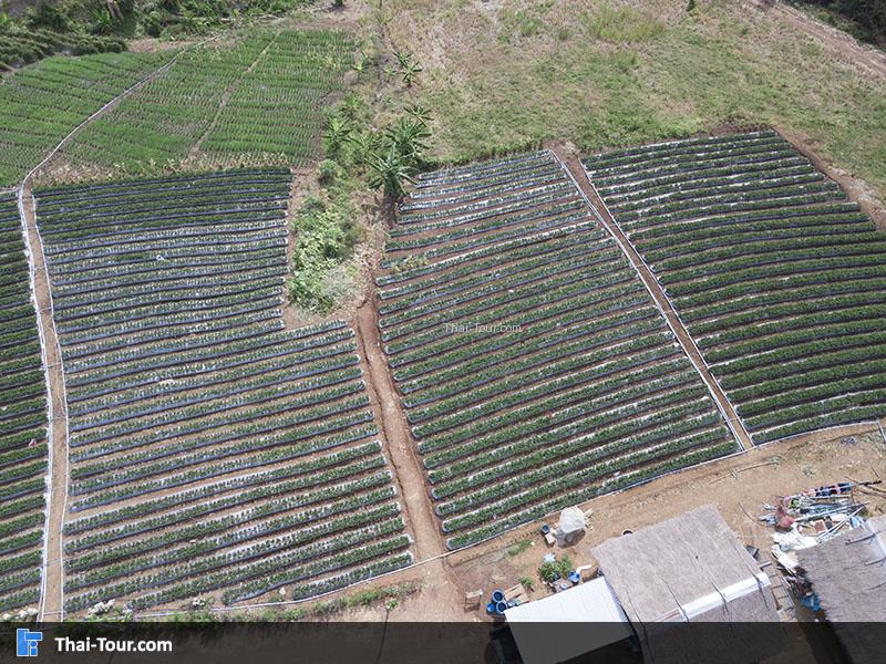 บรรยากาศไร่สตอเบอรี่