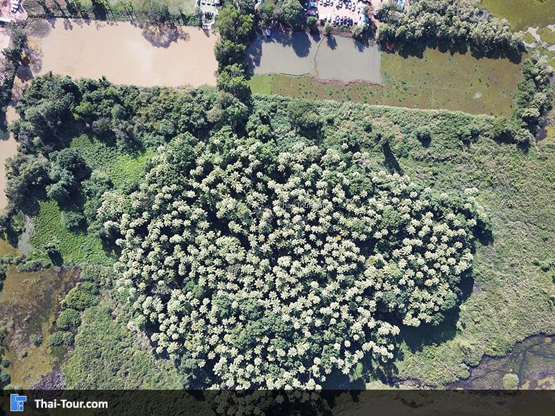 ภาพมุมสูงๆ คำชะโนด