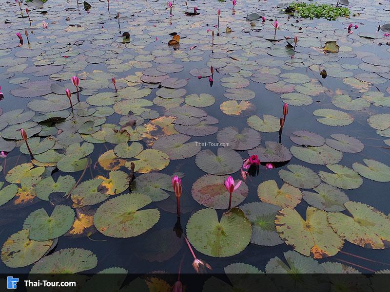 ดอกบัวเริ่มหุบหมดแล้ว