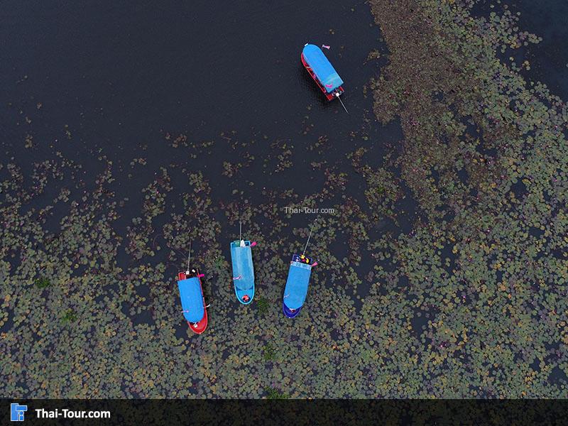 ภาพมุมสูงด้านบนของบึงบัว