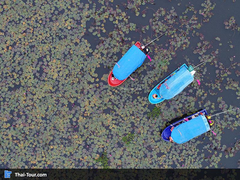 ภาพมุมสูงด้านบนของบึงบัว