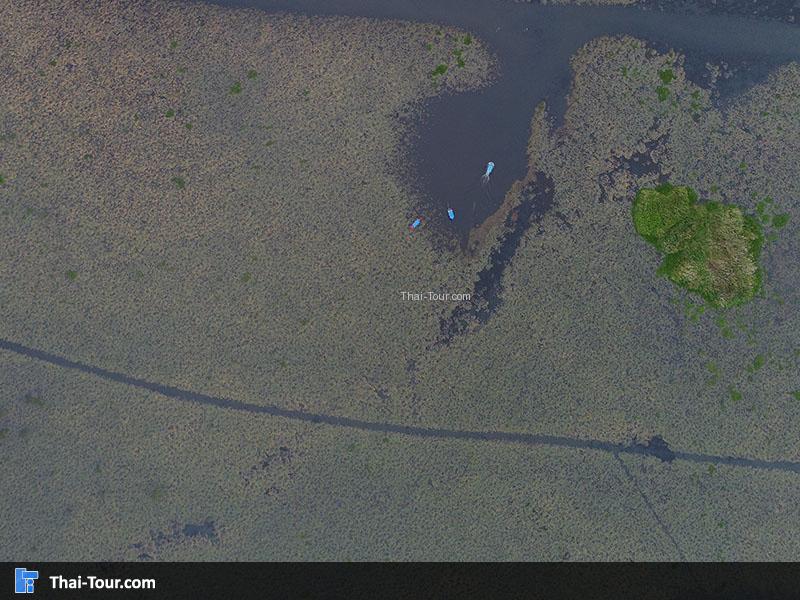 ภาพมุมสูงด้านบนของบึงบัว