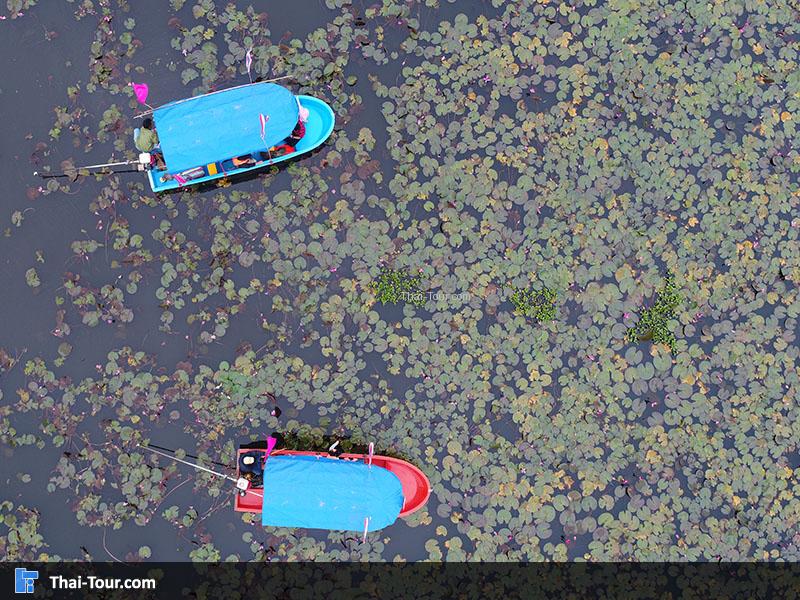 ภาพมุมสูงด้านบนของบึงบัว