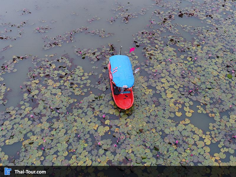 ภาพมุมสูงด้านบนของบึงบัว