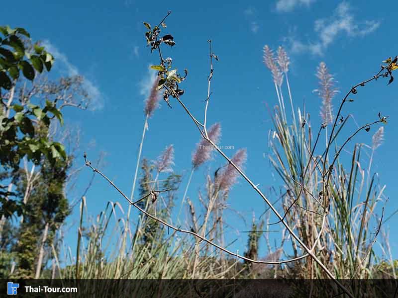 เดินไปเรื่อยๆก็ถ่ายบรรยากาศ