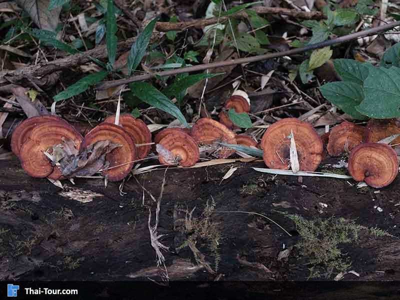 เห็ดสีส้ม