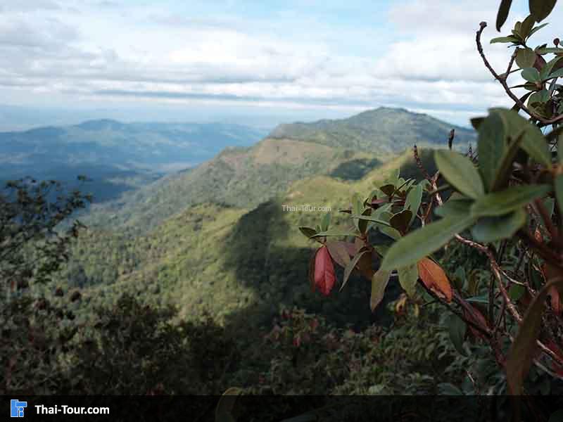 ดอกไม้ริมทาง