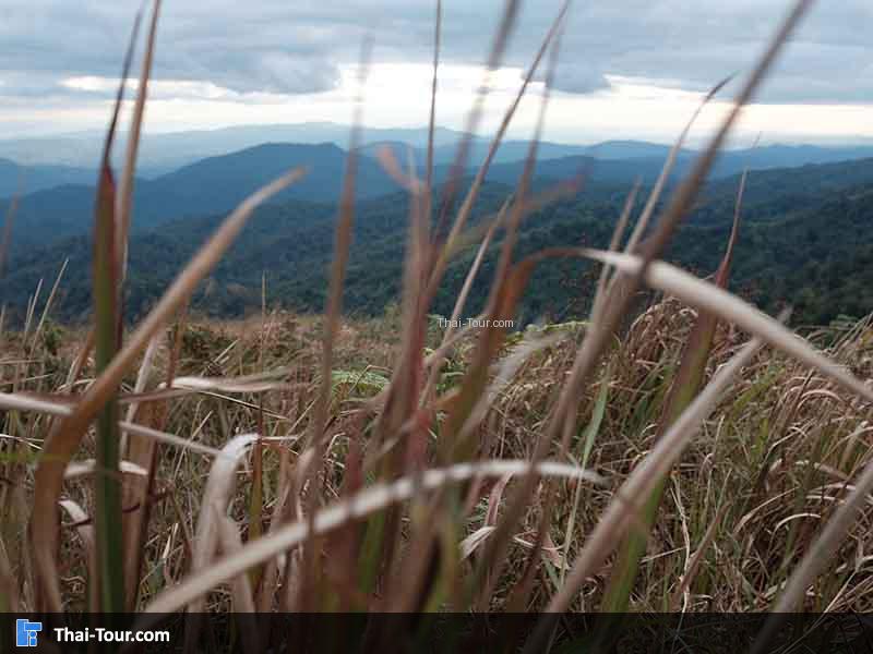 ต้นหญ้า