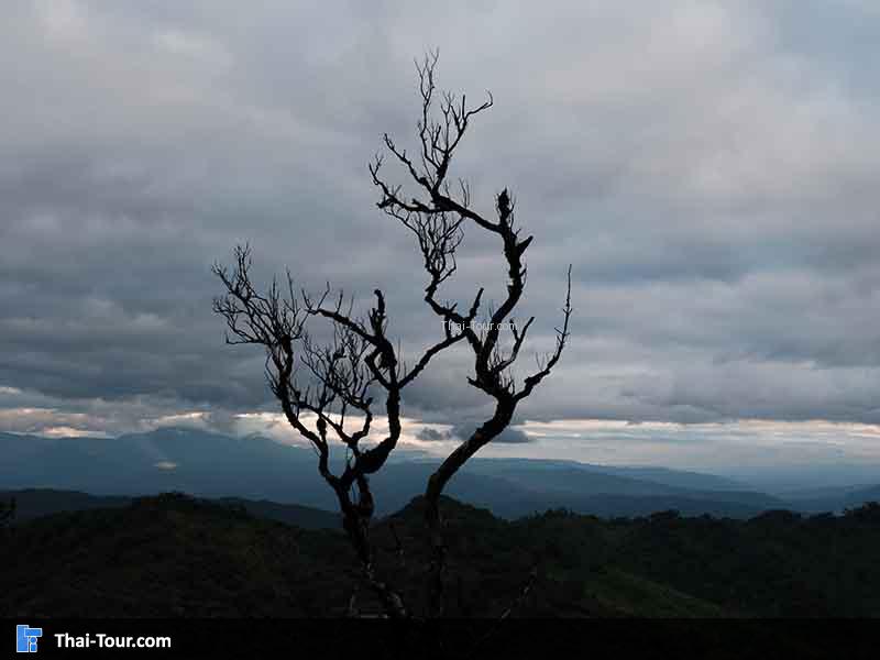 ต้นไม้ที่ไร้ใบไม้