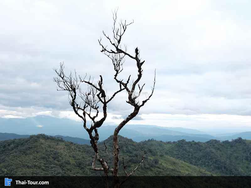 ต้นไม้ที่ไร้ใบไม้