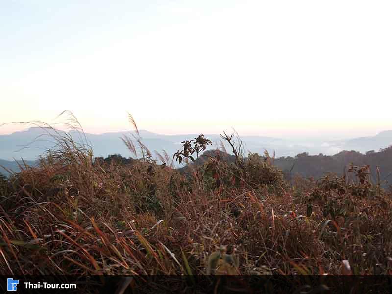 เดินชมบรรยากาศ ทะเลหมอก